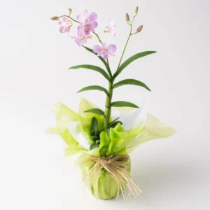 Orquídea Phalaenopsis Rosa